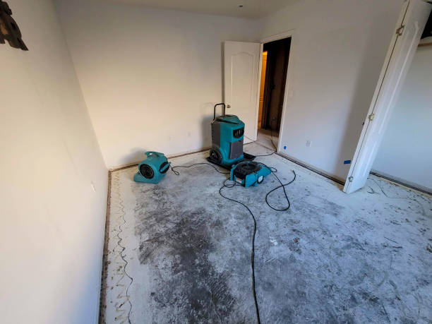 Best Basement water damage restoration  in Pleasant Grove, UT